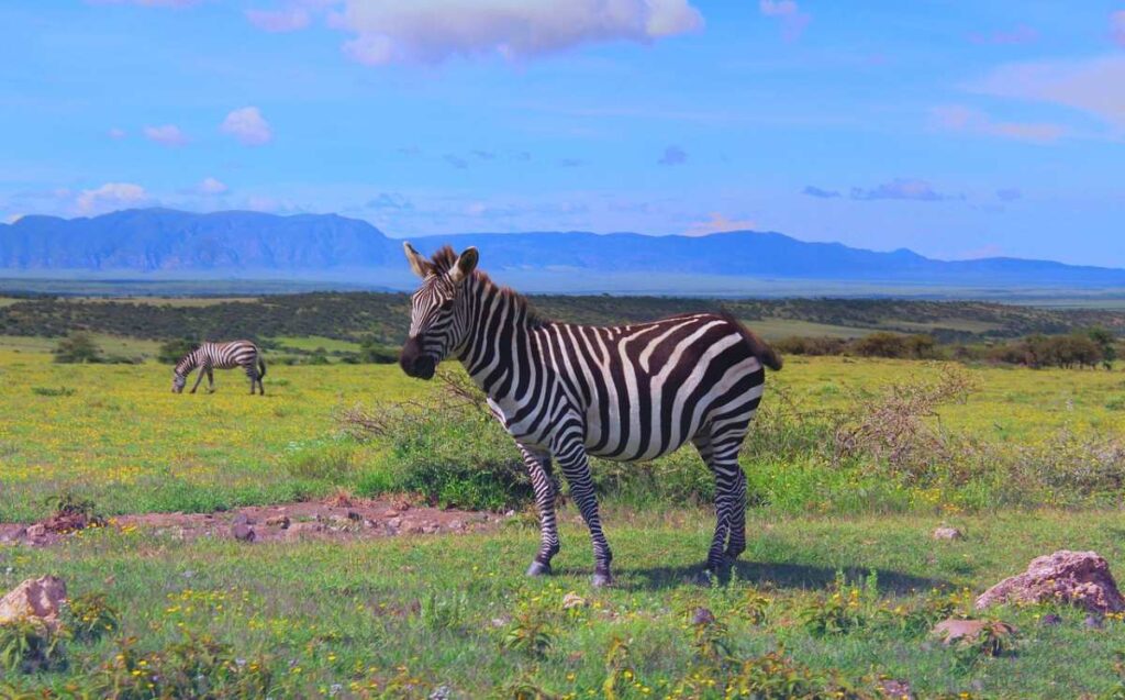 Ngorongoro