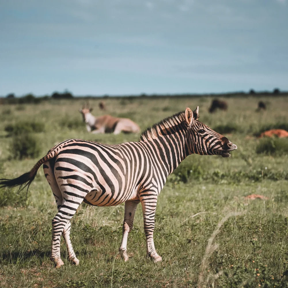 JAR Walking safari zebra