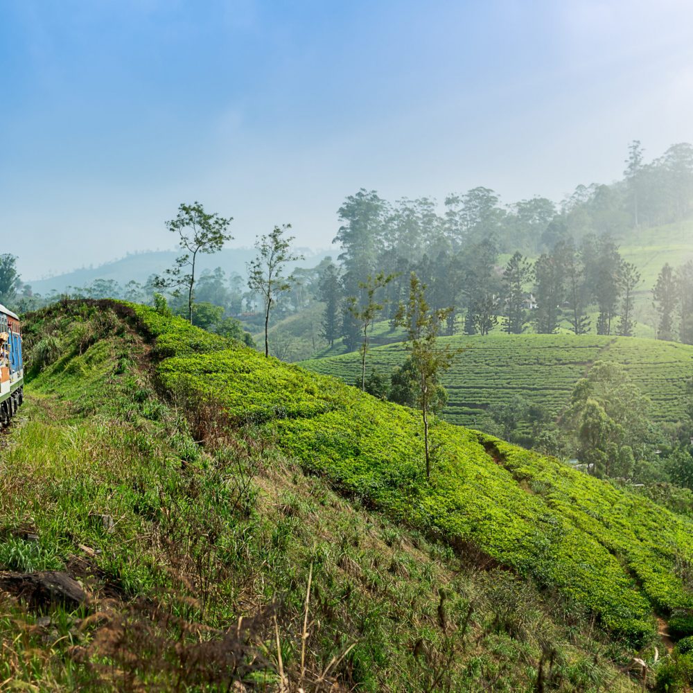 Young woman enjoying train ride from Ella to Kandy among tea plantations in the highlands of Sri Lanka