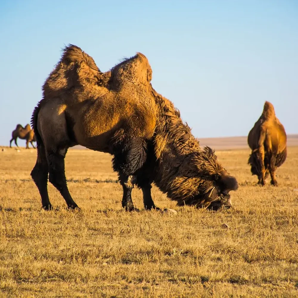 Mongolsko velbloud