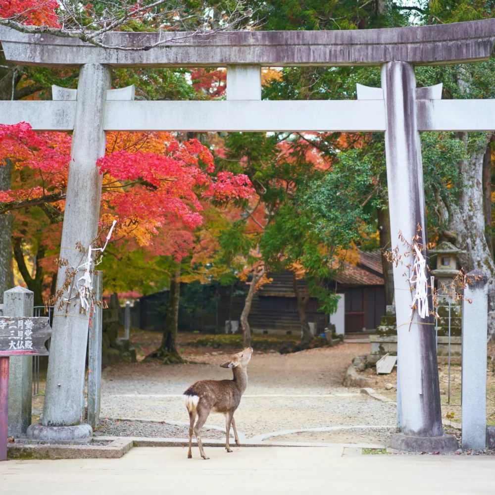 Nara Japan